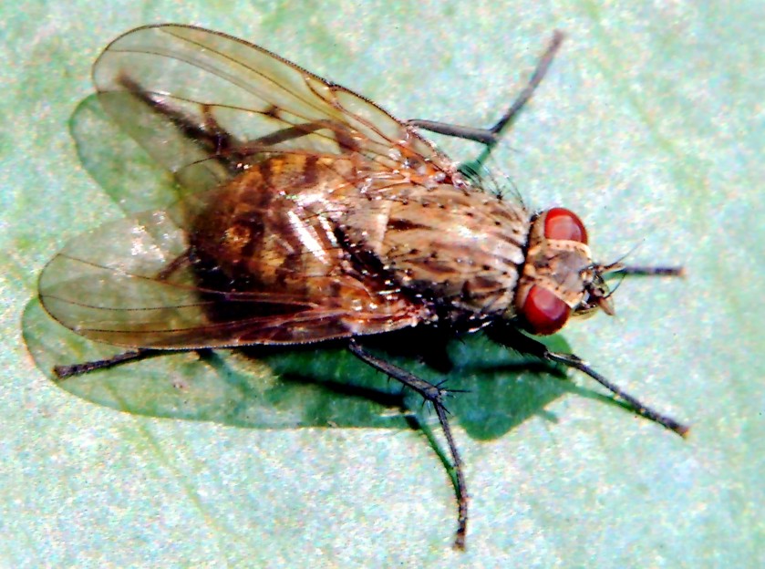 Volo libero e altri insetti